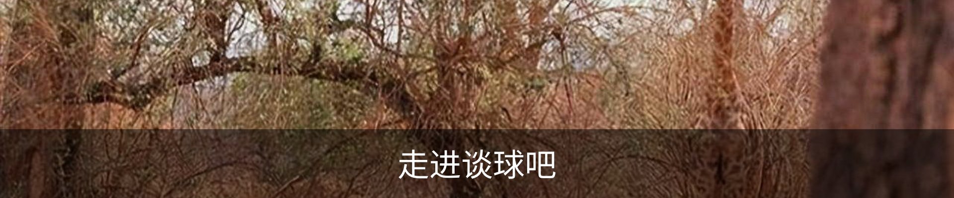 走进谈球吧